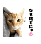 個性豊かな8猫家族（個別スタンプ：28）