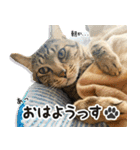 個性豊かな8猫家族（個別スタンプ：29）