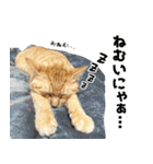 個性豊かな8猫家族（個別スタンプ：31）