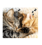 個性豊かな8猫家族（個別スタンプ：32）