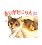 個性豊かな8猫家族（個別スタンプ：33）