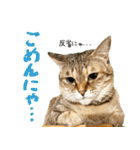 個性豊かな8猫家族（個別スタンプ：34）