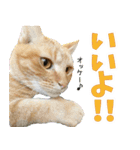 個性豊かな8猫家族（個別スタンプ：35）
