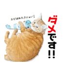 個性豊かな8猫家族（個別スタンプ：36）