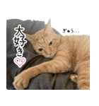 個性豊かな8猫家族（個別スタンプ：37）