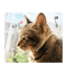 個性豊かな8猫家族（個別スタンプ：38）