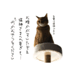 個性豊かな8猫家族（個別スタンプ：40）
