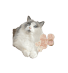 我が家の癒しねこたち。（個別スタンプ：2）