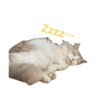 我が家の癒しねこたち。（個別スタンプ：4）