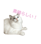 我が家の癒しねこたち。（個別スタンプ：5）