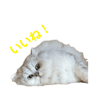 我が家の癒しねこたち。（個別スタンプ：6）