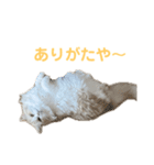 我が家の癒しねこたち。（個別スタンプ：8）