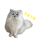 我が家の癒しねこたち。（個別スタンプ：9）