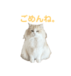 我が家の癒しねこたち。（個別スタンプ：10）