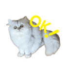 我が家の癒しねこたち。（個別スタンプ：11）