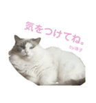 我が家の癒しねこたち。（個別スタンプ：12）