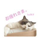我が家の癒しねこたち。（個別スタンプ：13）