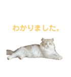 我が家の癒しねこたち。（個別スタンプ：14）