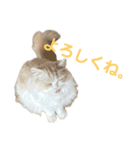 我が家の癒しねこたち。（個別スタンプ：15）