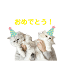 我が家の癒しねこたち。（個別スタンプ：16）