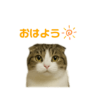 ちょた①（個別スタンプ：1）