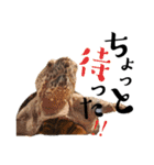 どろろからの伝言。（個別スタンプ：6）