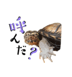 どろろからの伝言。（個別スタンプ：7）
