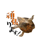 どろろからの伝言。（個別スタンプ：8）