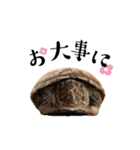 どろろからの伝言。（個別スタンプ：13）