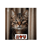 にゃんこ感情表現（個別スタンプ：1）