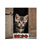 にゃんこ感情表現（個別スタンプ：11）