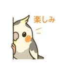 オカメインコのゆるかわスタンプ（個別スタンプ：12）