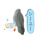 マメルリハ達25（個別スタンプ：1）