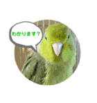 マメルリハ達25（個別スタンプ：2）
