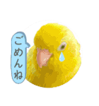 マメルリハ達25（個別スタンプ：5）