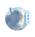 マメルリハ達25（個別スタンプ：9）