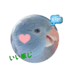 マメルリハ達25（個別スタンプ：11）