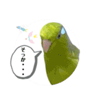 マメルリハ達25（個別スタンプ：12）