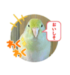 マメルリハ達25（個別スタンプ：13）