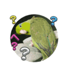 マメルリハ達25（個別スタンプ：17）