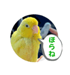 マメルリハ達25（個別スタンプ：20）