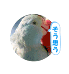 マメルリハ達25（個別スタンプ：21）