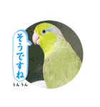 マメルリハ達25（個別スタンプ：22）
