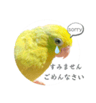マメルリハ達25（個別スタンプ：25）