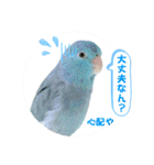 マメルリハ達25（個別スタンプ：26）