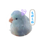 マメルリハ達25（個別スタンプ：29）