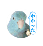 マメルリハ達25（個別スタンプ：31）
