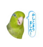 マメルリハ達25（個別スタンプ：37）