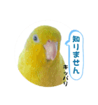 マメルリハ達25（個別スタンプ：40）