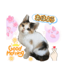 20ニャンズの毎日（個別スタンプ：1）